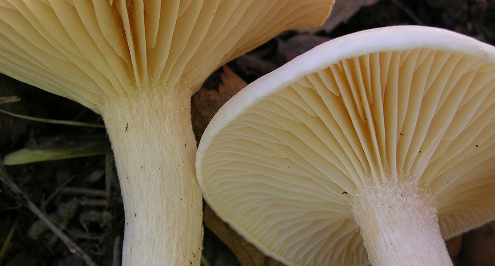 Hygrophorus di betulla.